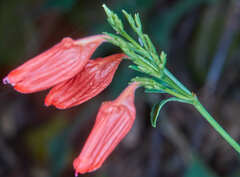 Ruellia brevifolia