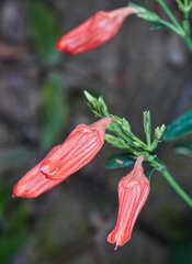 Ruellia brevifolia