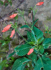 Ruellia brevifolia