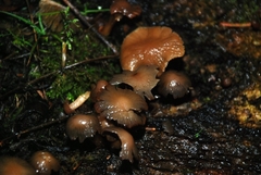 Psathyrella echinata