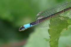 Ischnura elegans