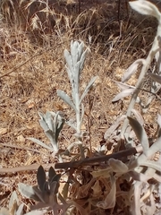 Pseudognaphalium leucocephalum