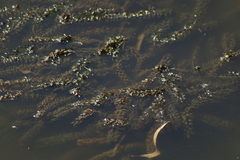 Egeria densa