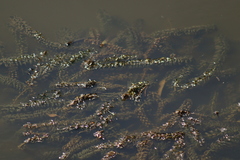 Egeria densa