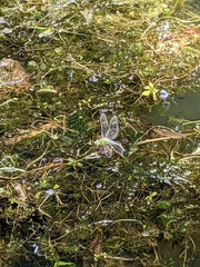 Anax imperator
