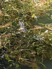 Anax imperator