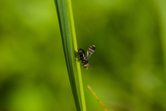 Herina frondescentiae
