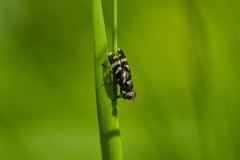 Herina frondescentiae