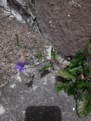 Ruellia occidentalis