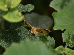 Pseudopanthera macularia