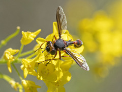 Physocephala biguttata