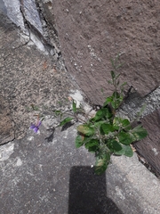 Ruellia occidentalis