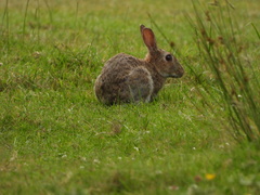 Oryctolagus cuniculus