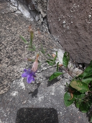 Ruellia occidentalis