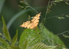 Pseudopanthera macularia