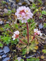 Androsace albana, photograph (c) Jacek Pietruszewski, some rights reserved (CC BY)