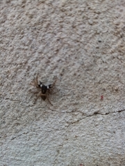 Menemerus semilimbatus