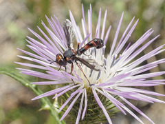 Physocephala biguttata