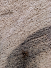 Menemerus semilimbatus