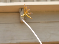 Perithemis intensa