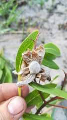 Trichodesma ambacense