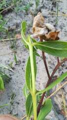 Trichodesma ambacense