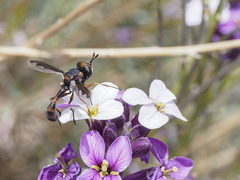 Physocephala biguttata