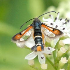 Pyropteron chrysidiforme