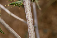 Echinops spinosissimus bithynicus