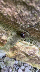 Phyllophaga longispina