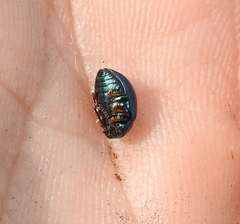 Colaphellus sophiae