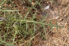 Echinops spinosissimus bithynicus