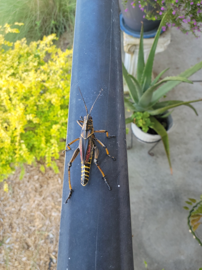 Eastern Lubber Grasshopper From Apalachicola, Fl 32320, Usa On June 16 