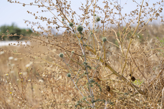 Echinops spinosissimus bithynicus
