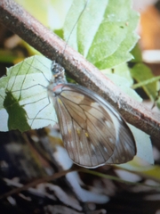 Pieriballia viardi