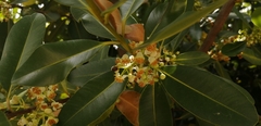Calophyllum brasiliense