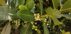 Calophyllum brasiliense