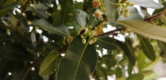 Calophyllum brasiliense