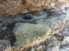 Lecanora sulphurea