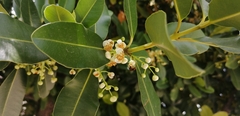 Calophyllum brasiliense