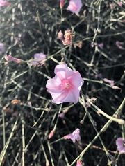 Convolvulus dorycnium dorycnium
