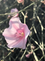 Convolvulus dorycnium dorycnium