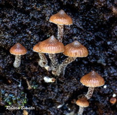 Kuehneromyces brunneoalbescens