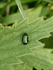 Phratora vulgatissima