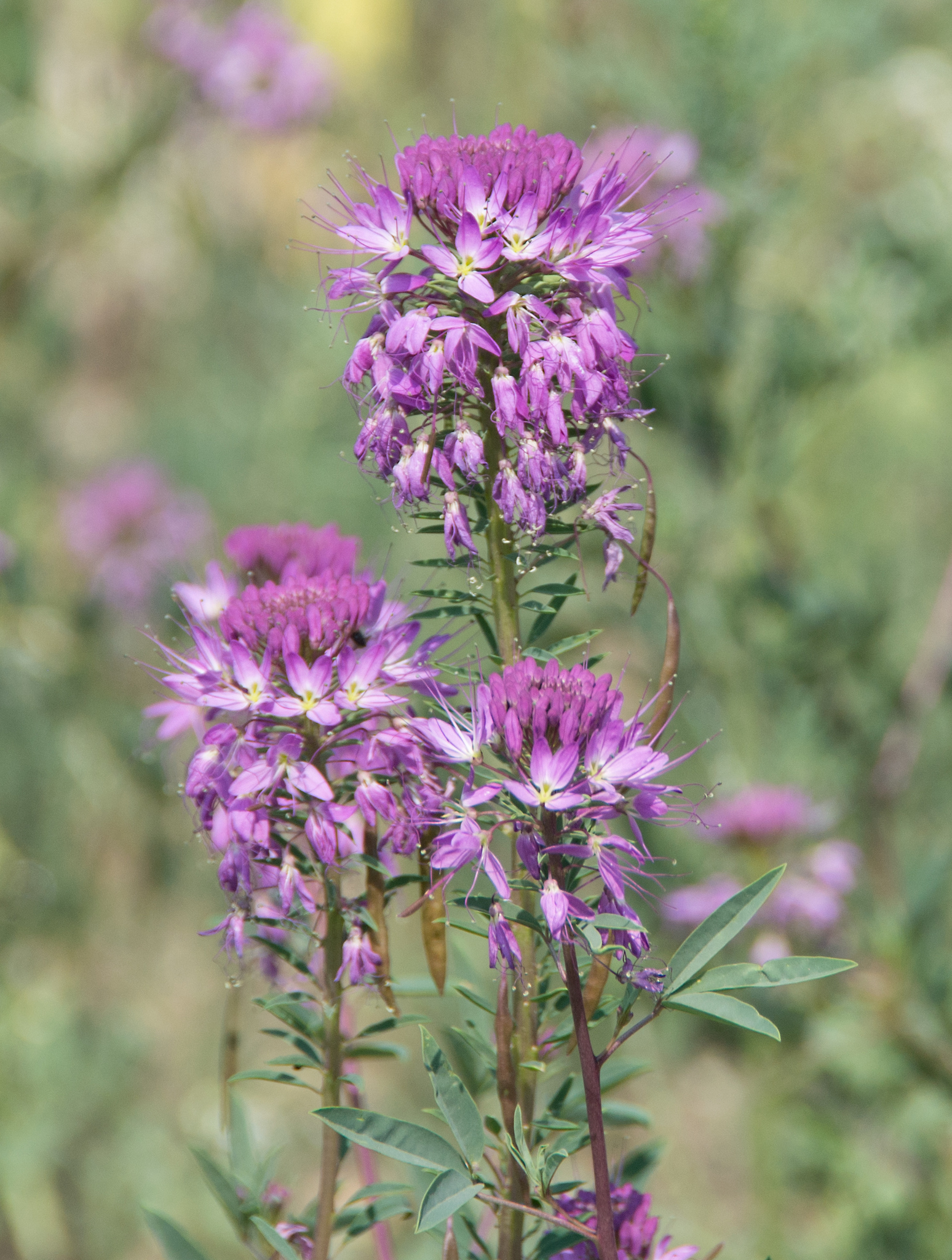 Peritoma serrulata