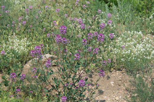 Cleomella serrulata