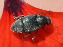 Brachyleptus