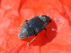 Brachyleptus