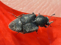 Brachyleptus