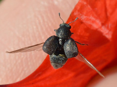 Brachyleptus